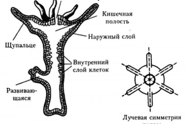 Кракен зеркало 2