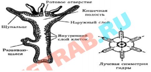 Сайт кракен рабочая ссылка